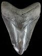 Serrated, Megalodon Tooth - Georgia #51019-1